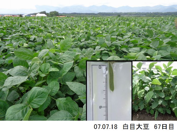 清水町大豆の様子10