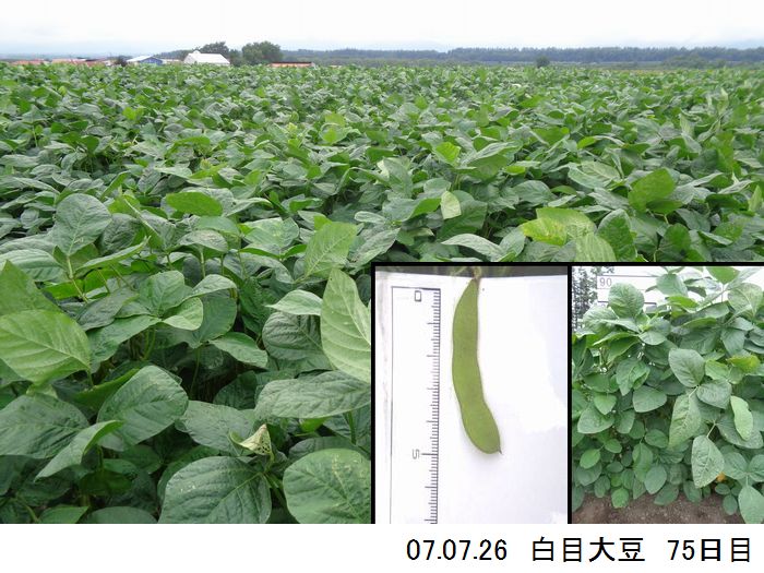 清水町大豆の様子11