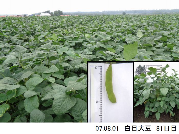清水町大豆の様子12