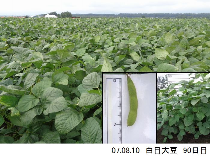 清水町大豆の様子13