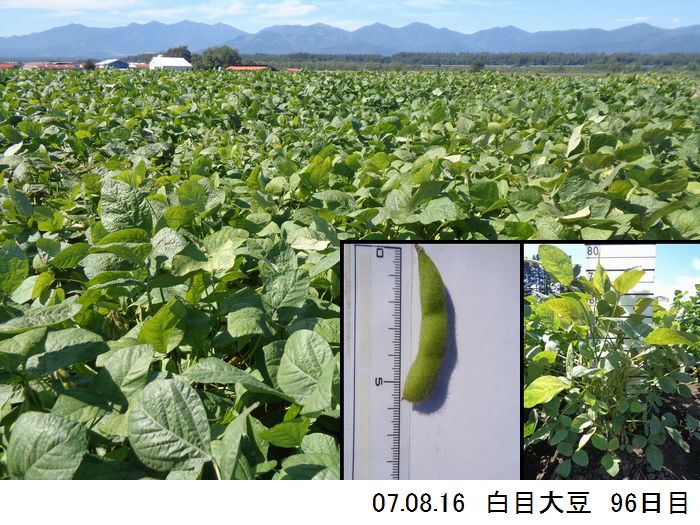 清水町大豆の様子14