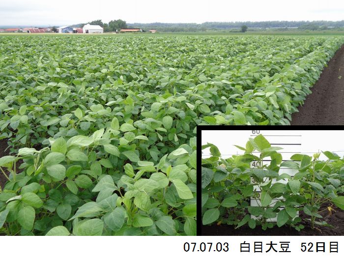 清水町大豆の様子8