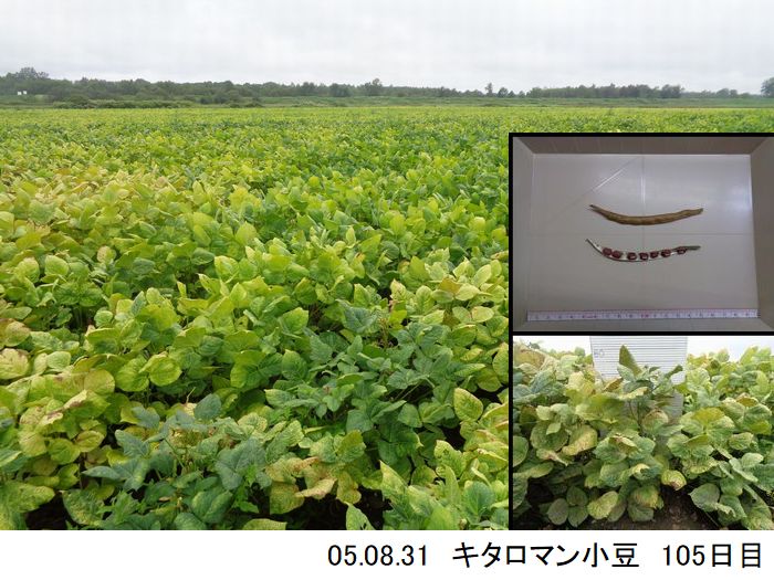 小豆の畑の写真15