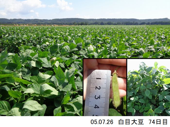 清水町大豆の様子11