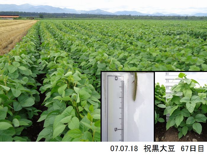 黒大豆の畑の写真10