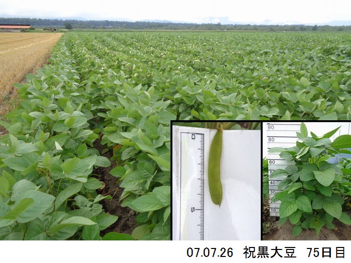黒大豆の畑の写真11