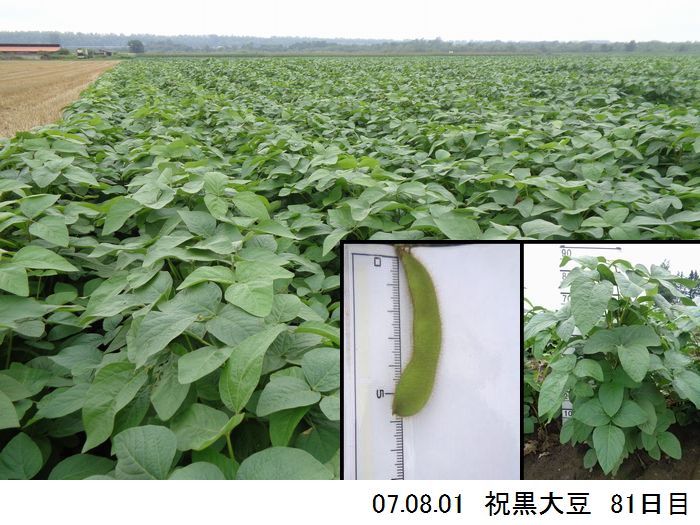 黒大豆の畑の写真12
