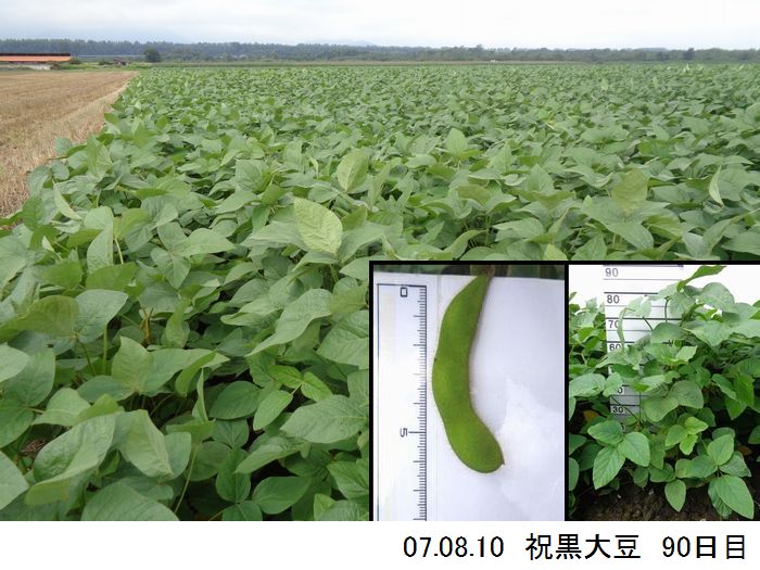 黒大豆の畑の写真13