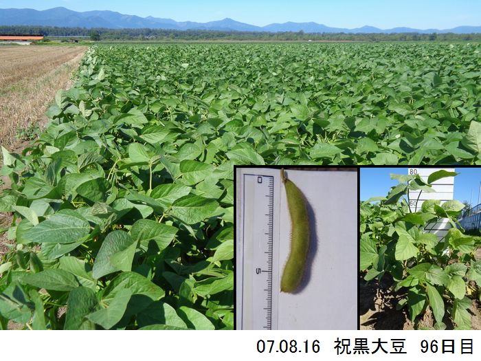 黒大豆の畑の写真14