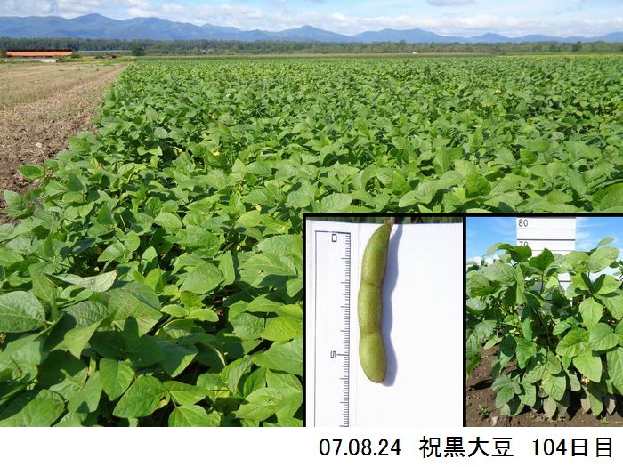 黒大豆の畑の写真15