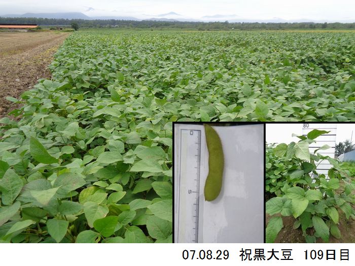 黒大豆の畑の写真16