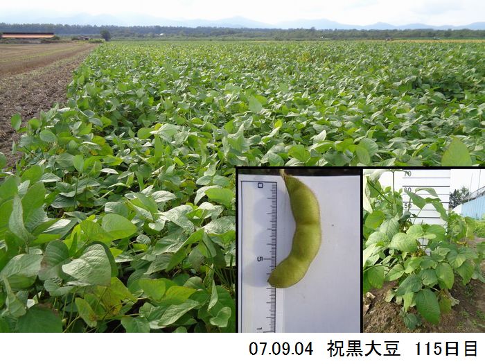 黒大豆の畑の写真17