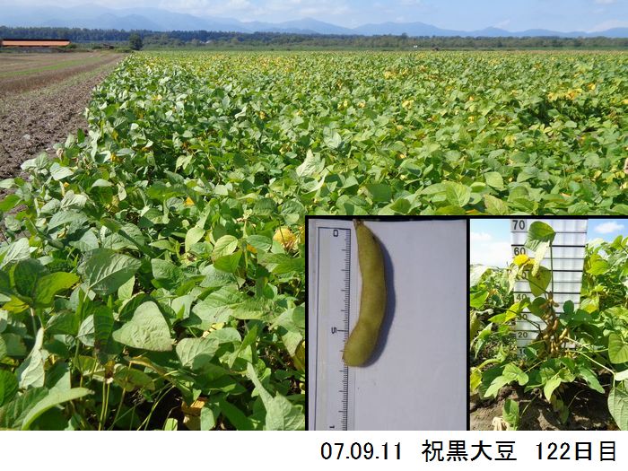 黒大豆の畑の写真18