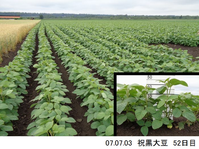 黒大豆の畑の写真8