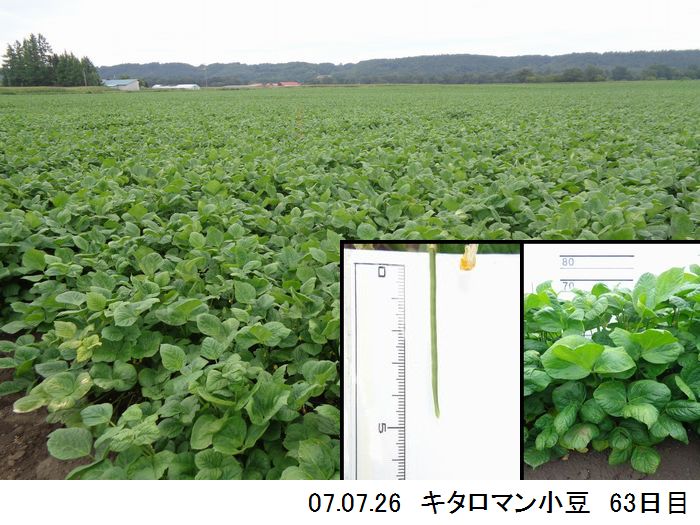 小豆の畑の写真10