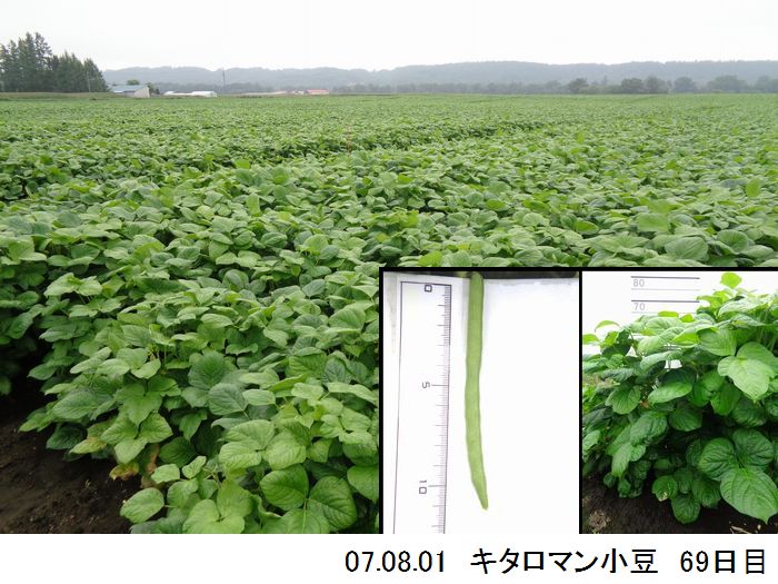 小豆の畑の写真11