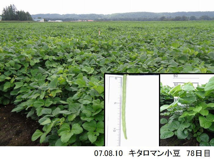 小豆の畑の写真12