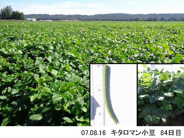 小豆の畑の写真13