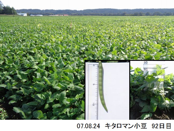 小豆の畑の写真14