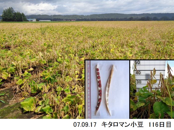 小豆の畑の写真18