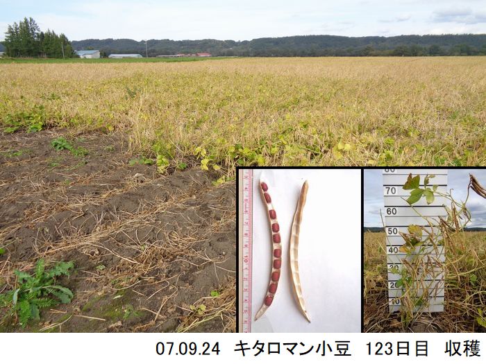 小豆の畑の写真19