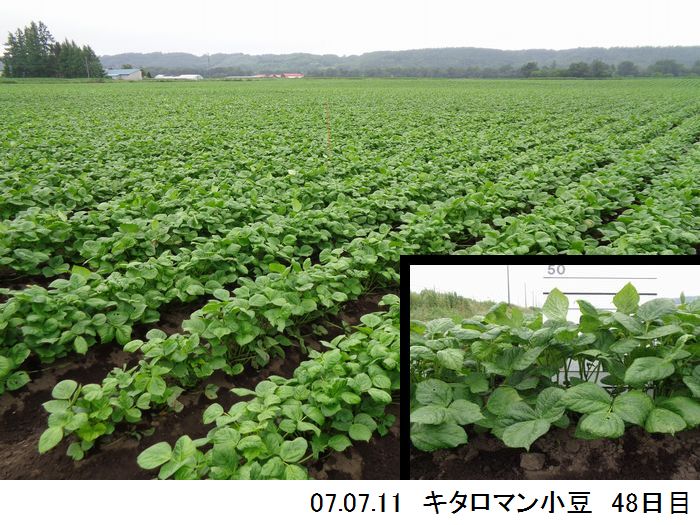 小豆の畑の写真8