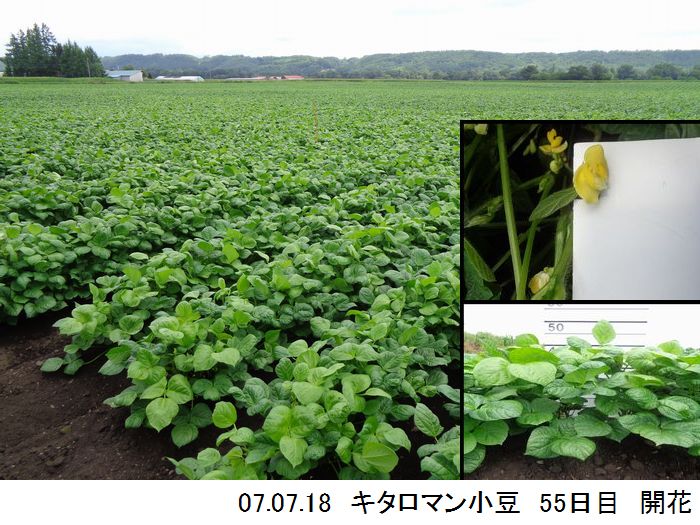 小豆の畑の写真9