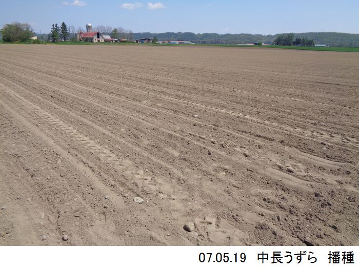 中長の畑の写真1