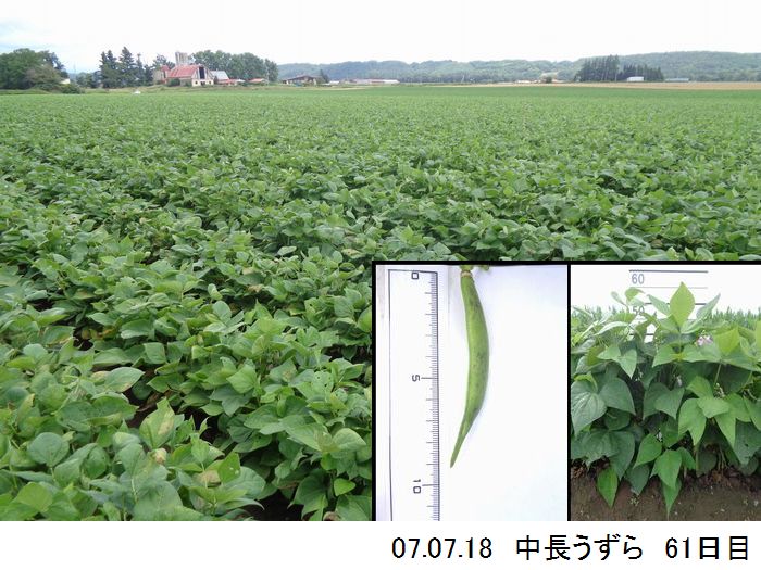中長の畑の写真10
