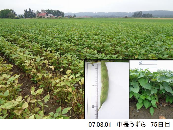 中長の畑の写真12