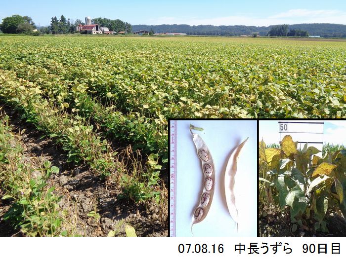 中長の畑の写真14