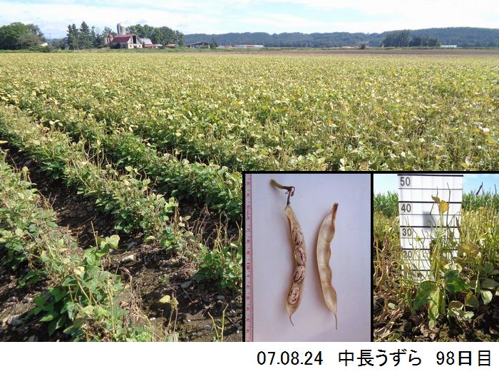 中長の畑の写真15