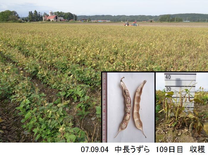 中長の畑の写真17