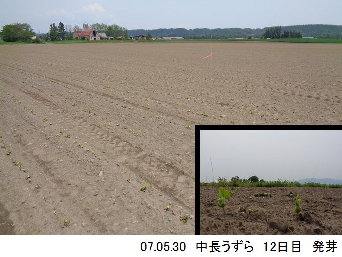 中長の畑の写真3