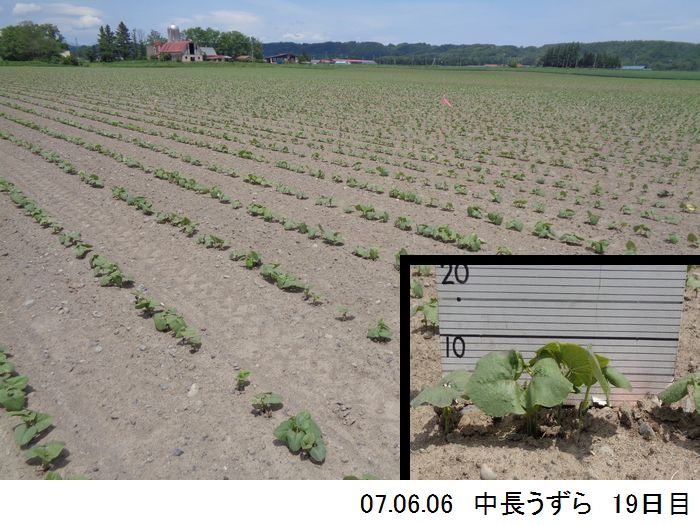中長の畑の写真4