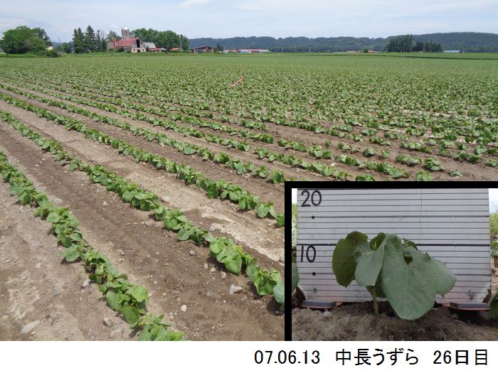 中長の畑の写真5