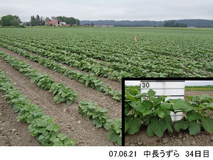 中長の畑の写真6