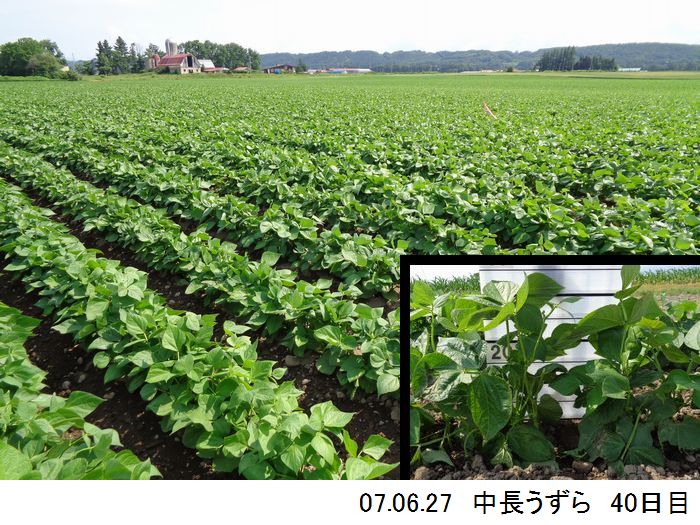 中長の畑の写真7
