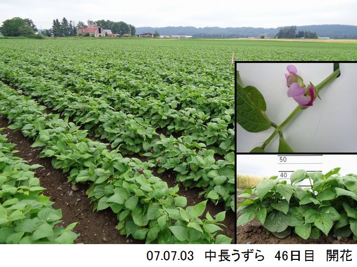 中長の畑の写真8
