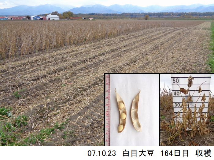 清水町大豆の様子24